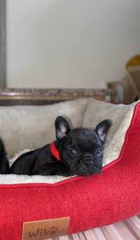 Buldog francuski pies,  piękne szczenię, rodowód