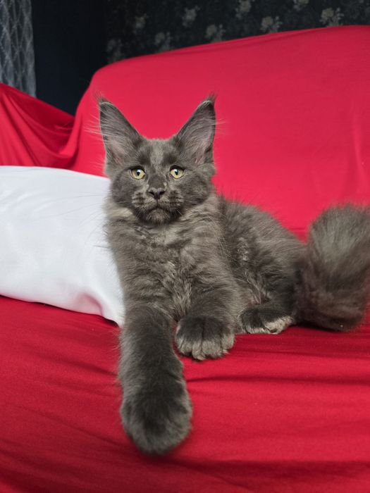 Майбутні леви. Кошенята Мейн кун.