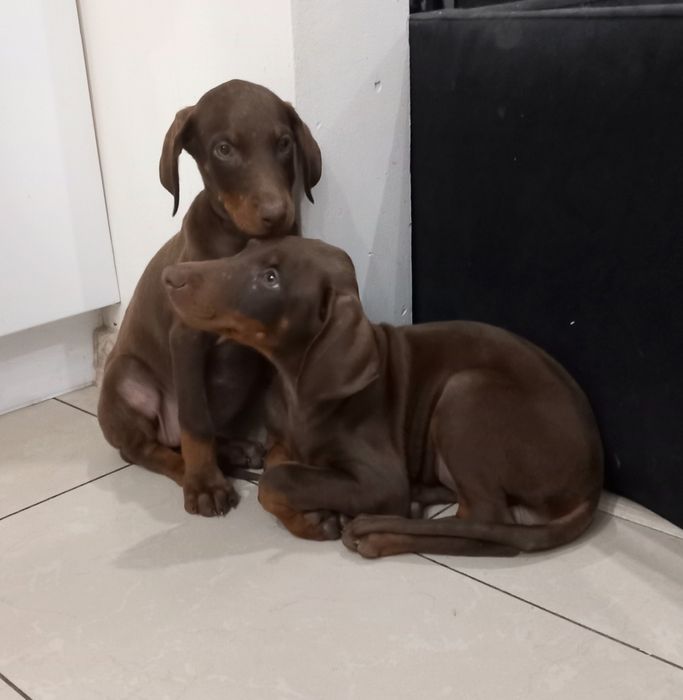 Doberman suczka czekoladowa