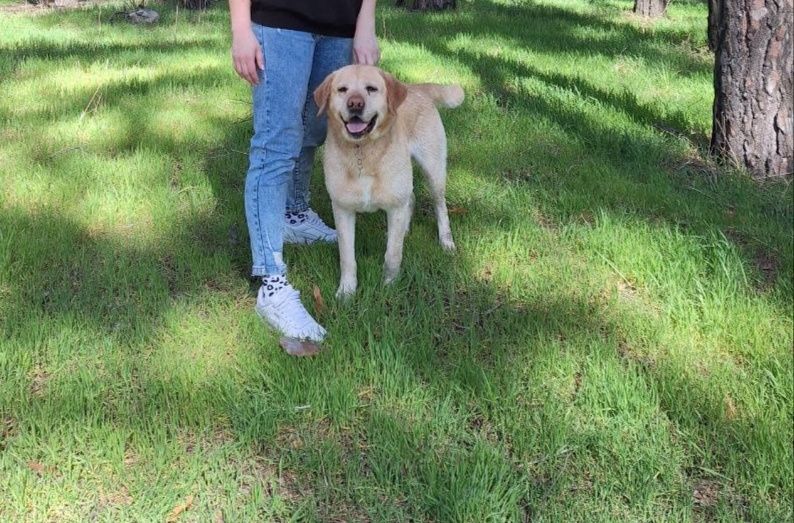 Лабрадор для вязки