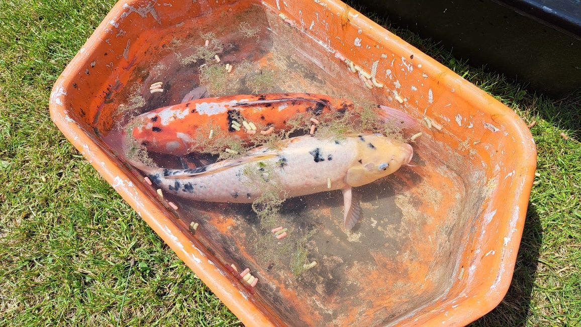 Karp koi 45 cm do oczka