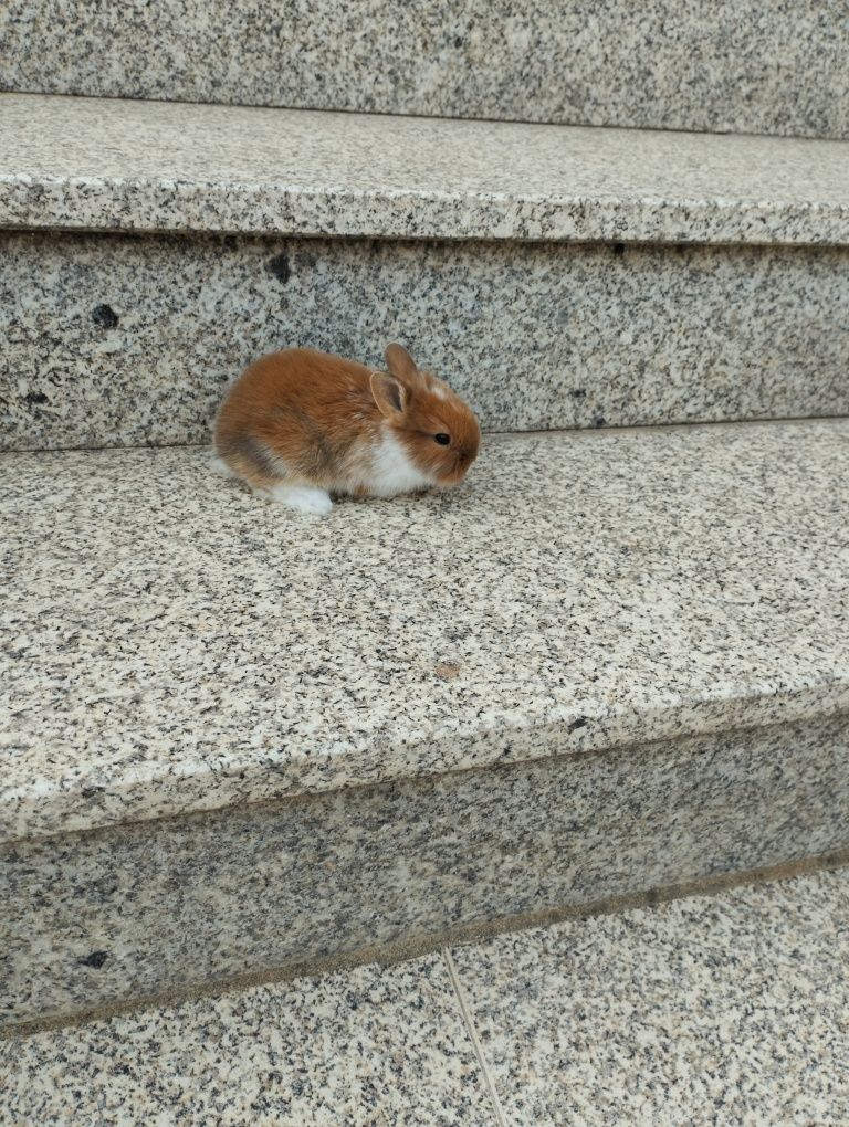 Coelhos anoes bebes