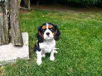 Cavalier King Charles