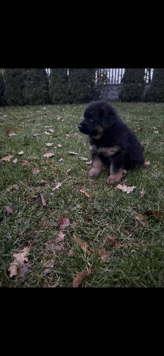 Owczarek niemiecki Długowłosy