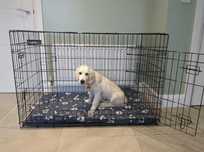 Klatka dla psa NOWA kota kennel BARDZO DUŻA XXXL 121cm Kojec Buda