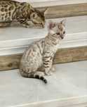 Macho Bengal Snow Mink