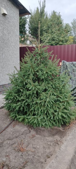 Ёлка. Смерека 2ш
