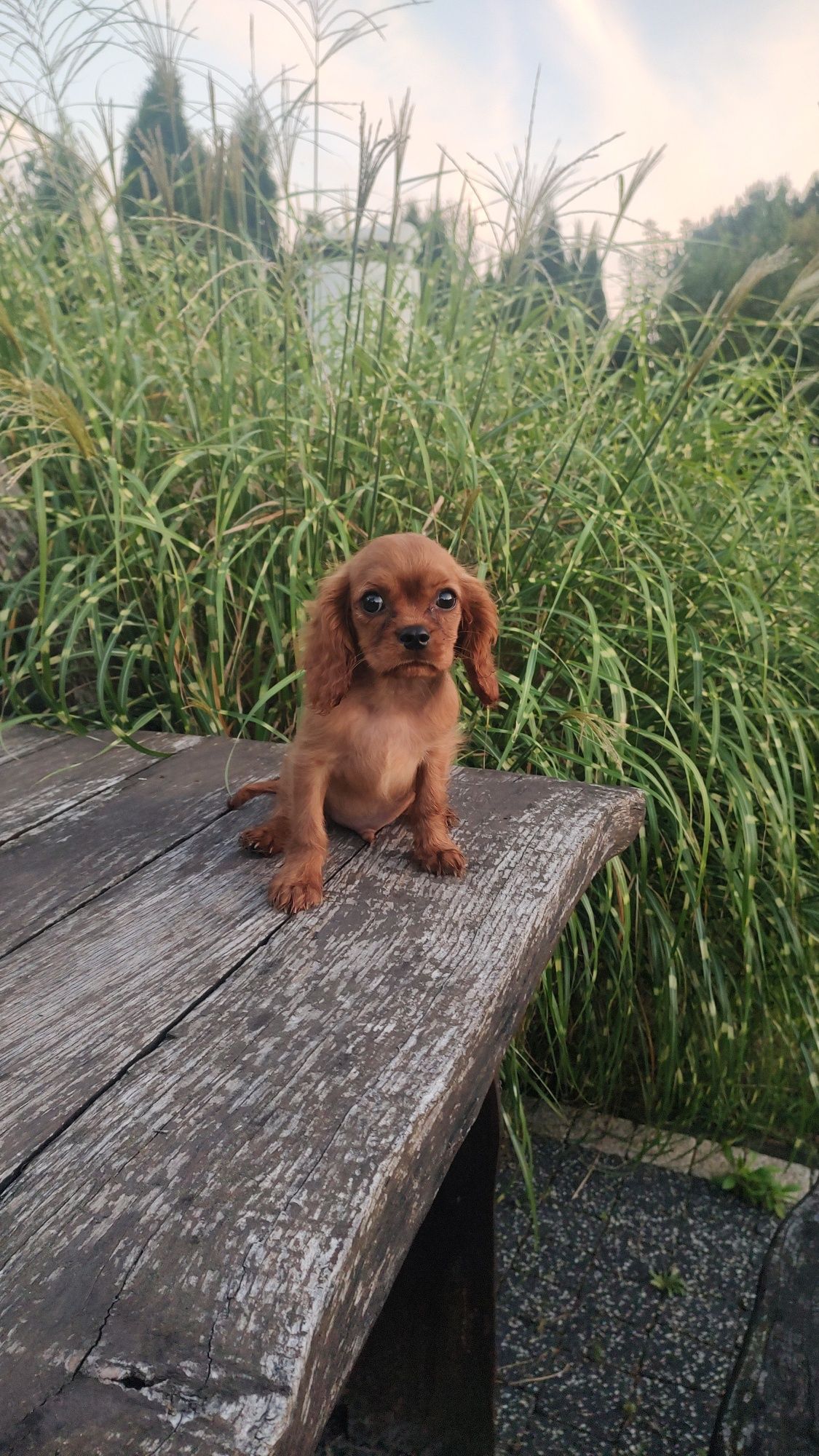 Cavalier King Charles Spaniel chłopak Ruby