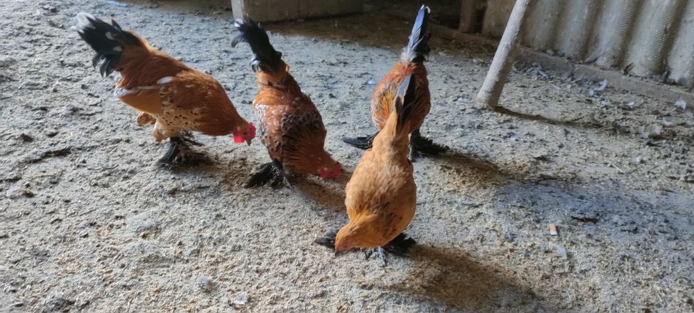 Kury liliputy z 25 roku