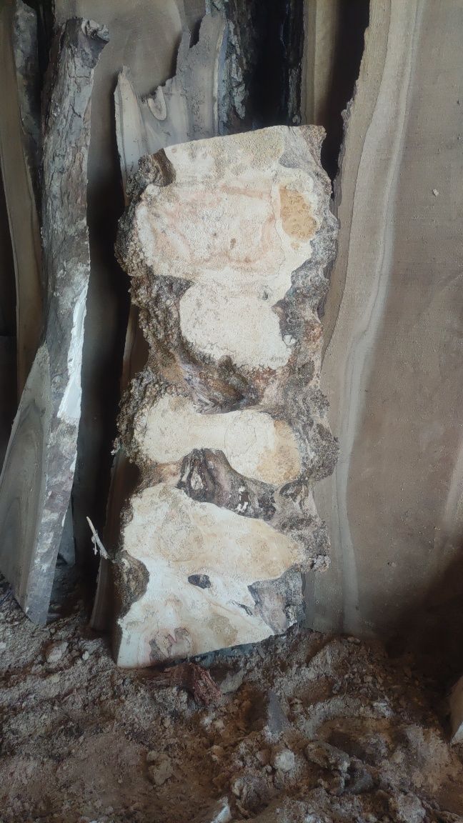 Американський клен ,дуб,шовковиця ,черешня ,акація ,горіх