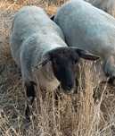 Borregas suffolk e texel