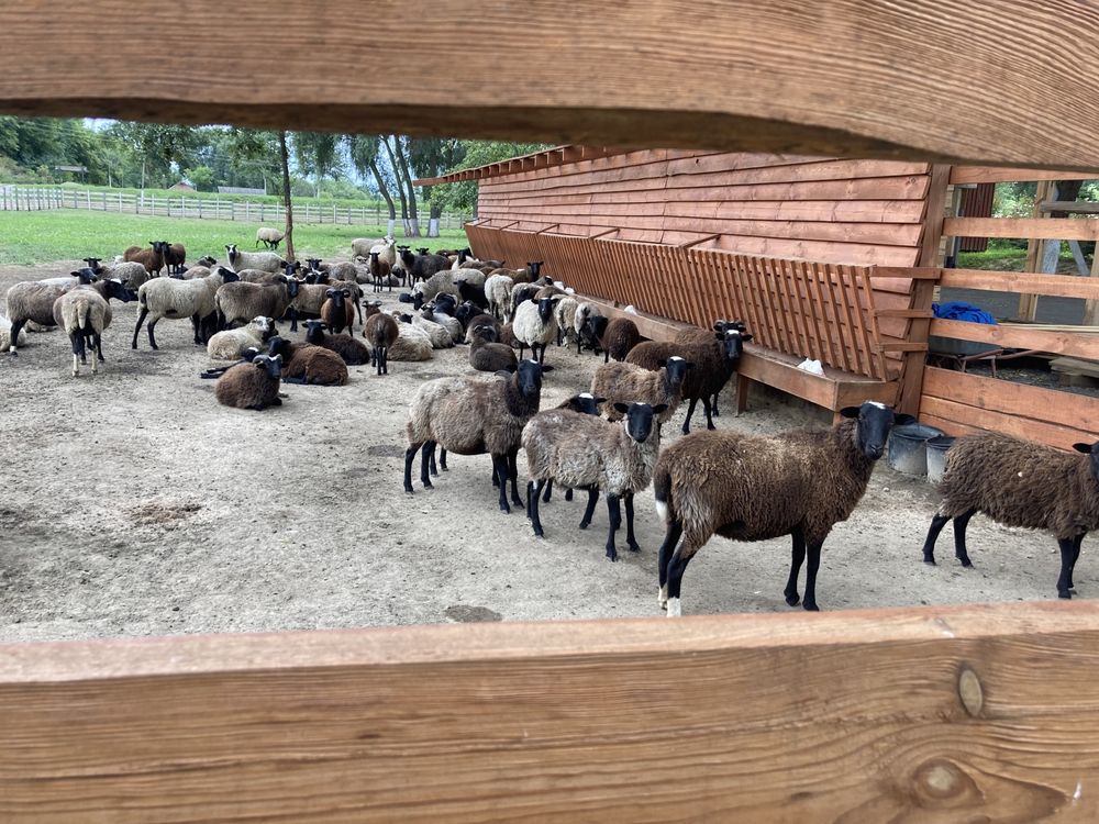 Продаж отари Романівських овець