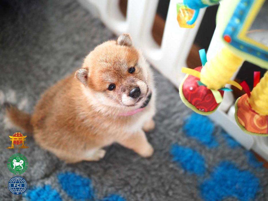 Shiba Inu Szczeniak Pies Shiba Szczenię ZKwP FCI Rodowód Samczyk