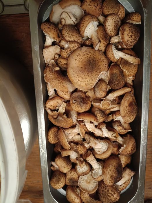 Opieńki - świeżo zebrane