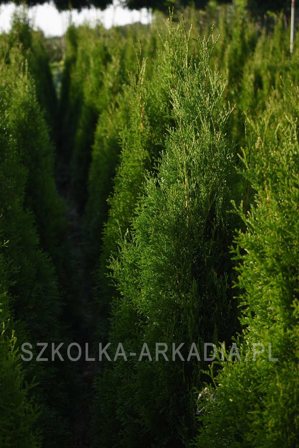 Thuja Smaragd 140cm-180cm Szmaragd Tuja, Żywotnik zachodni, szerokie