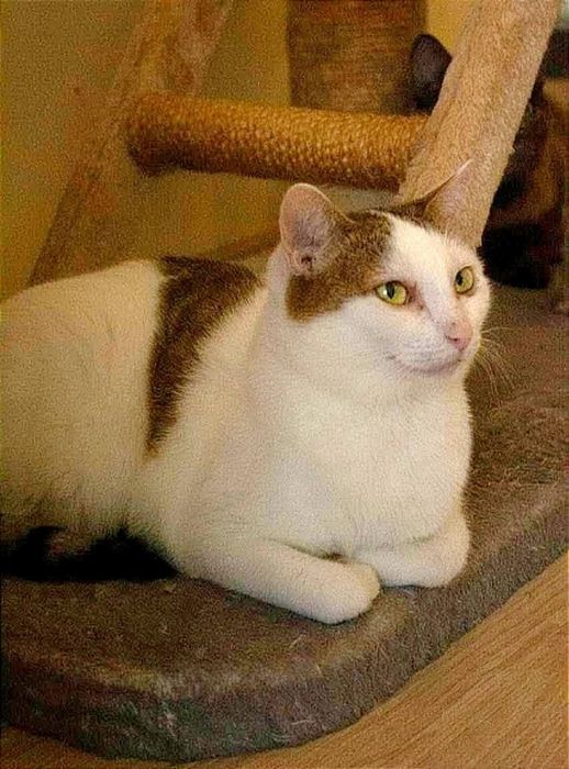 Аіддам_ кошки_ коти_ лола