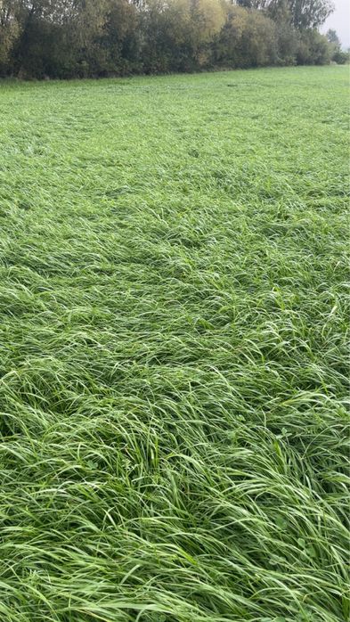 Sianokiszonka z łąk sianych| Lucerna| Gorzowska