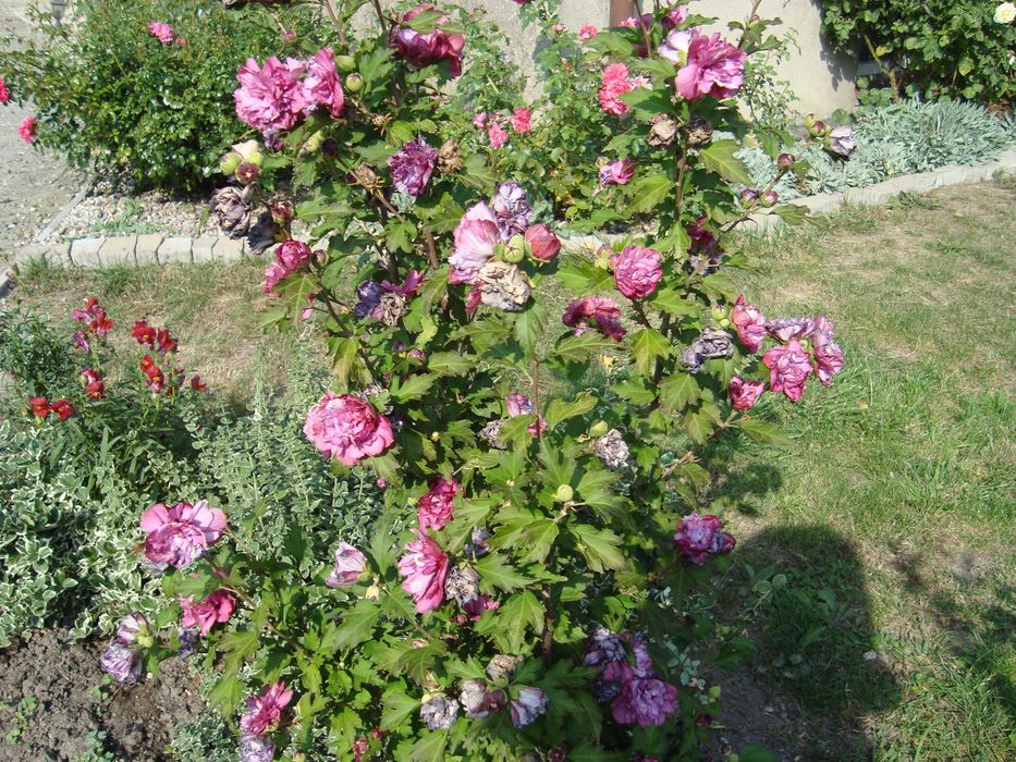 Trzmielina szczepiona na pniu