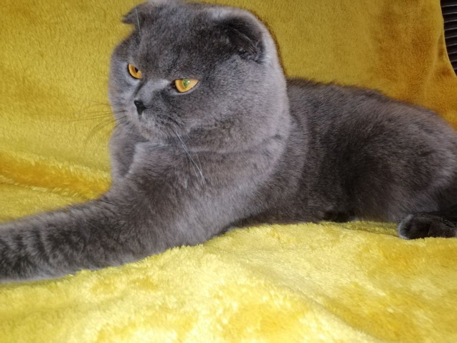 Вязка шотландский вислоухий