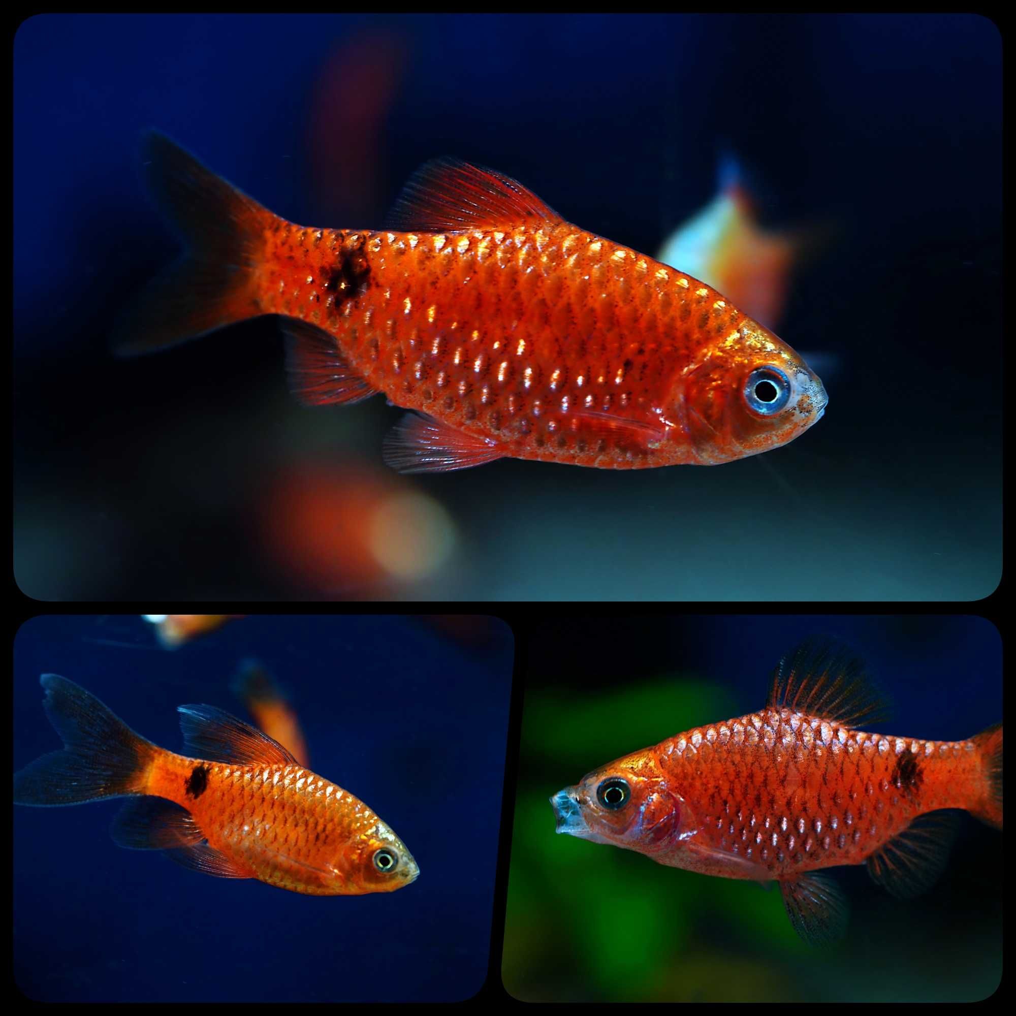 Brzanka różowa ( Pethia conchonius ) - Aquaszop
