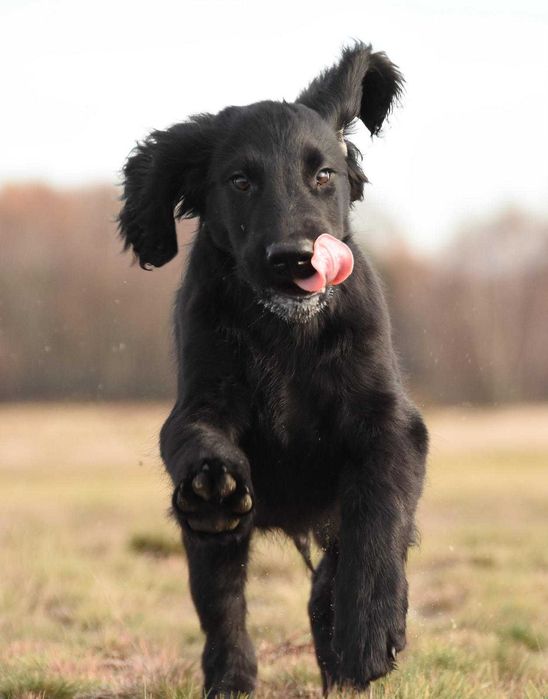 FLAT COATED RETRIEVER - czarny chłopczyk gotowy na nowy dom