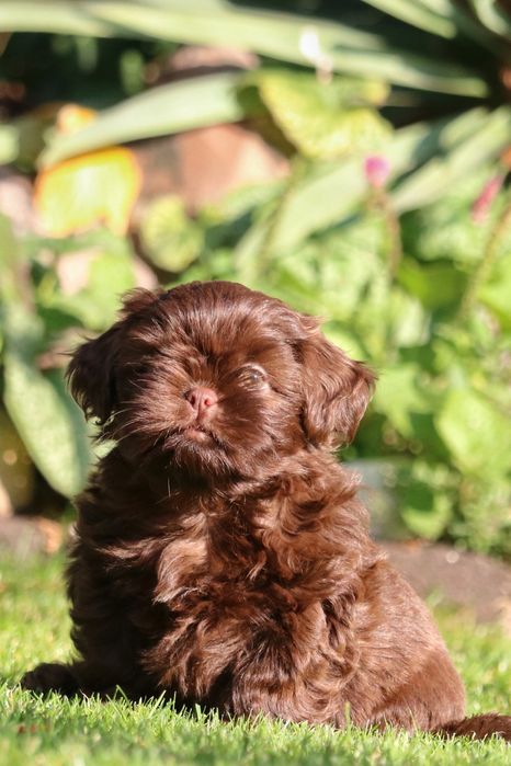 Piękny czekoladowy piesek shih tzu