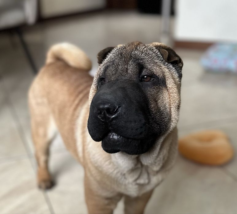 Shar Pei ZkwP/FCI, okazja cenowa