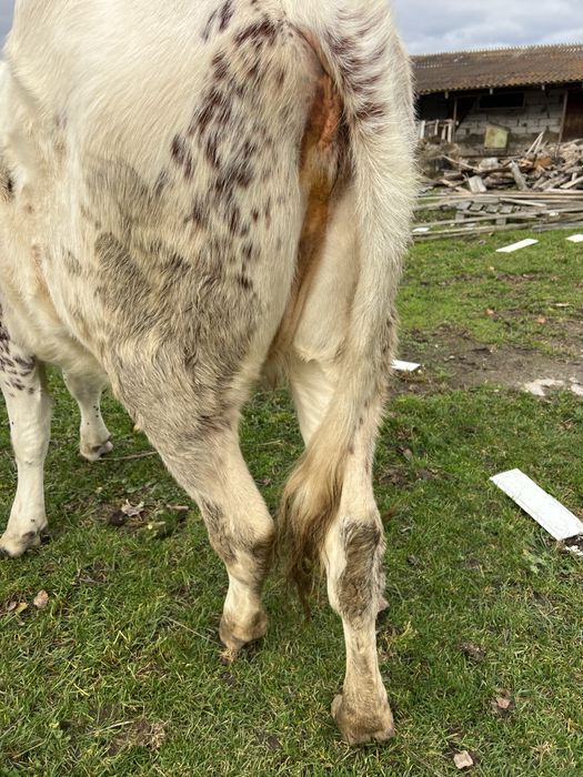 Продаю тільні нетелі червоно рябі від добрих корів