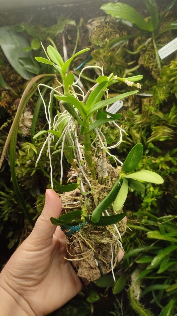 Орхідея Dendrobium pocket lover Green valley