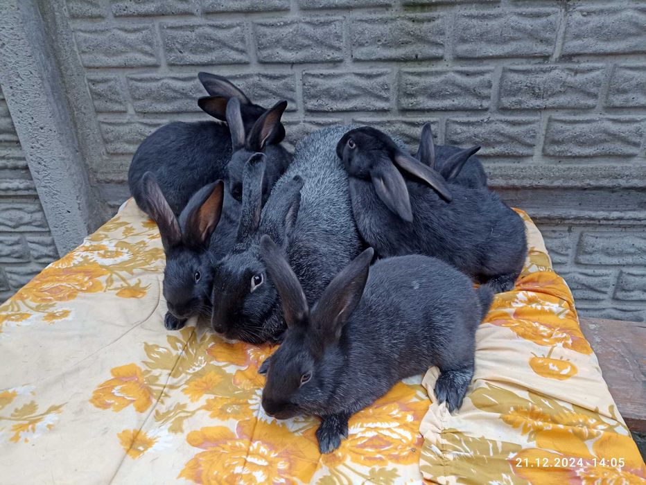 Продам кролі, кролики Полтавське срібло