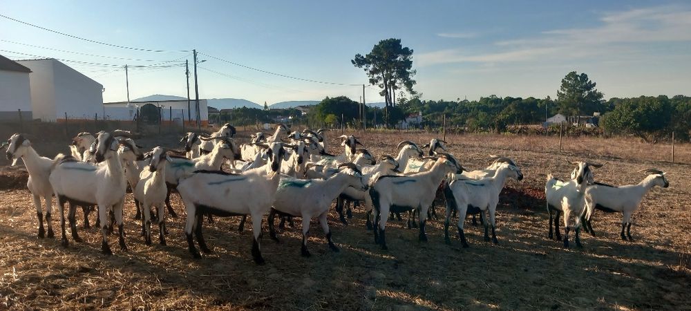 Rebanho de cabras Serpentinas Puras novas e boas