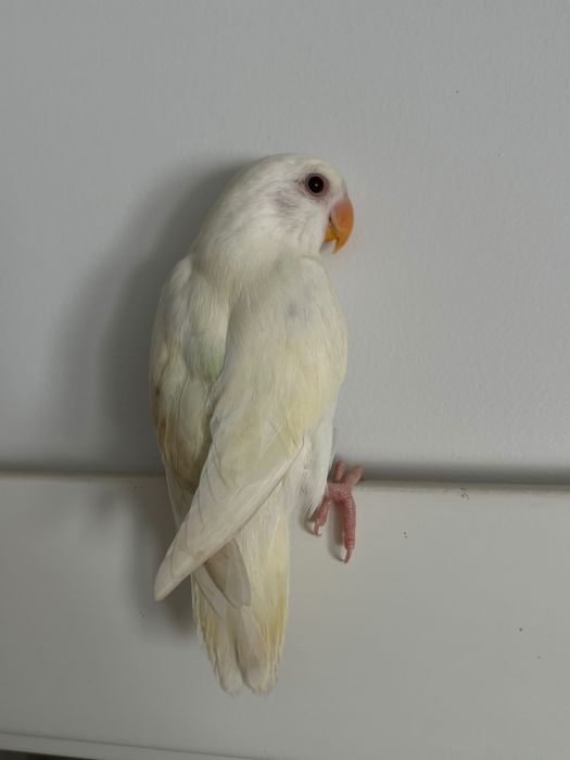 Pássaro Roseicollis