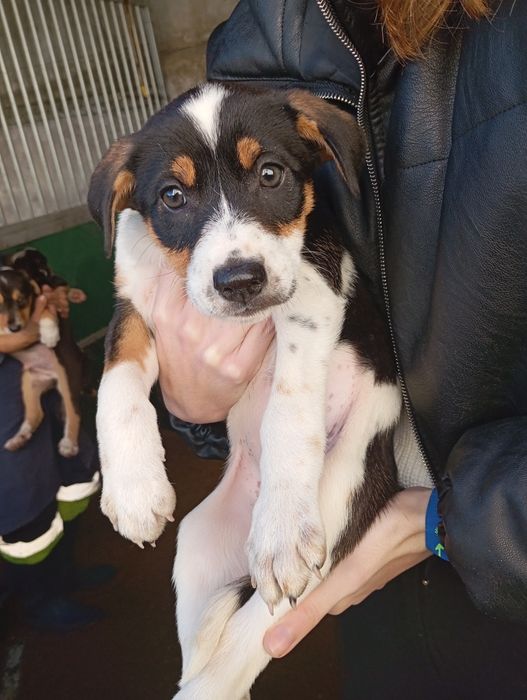 Bebés para adoção responsável