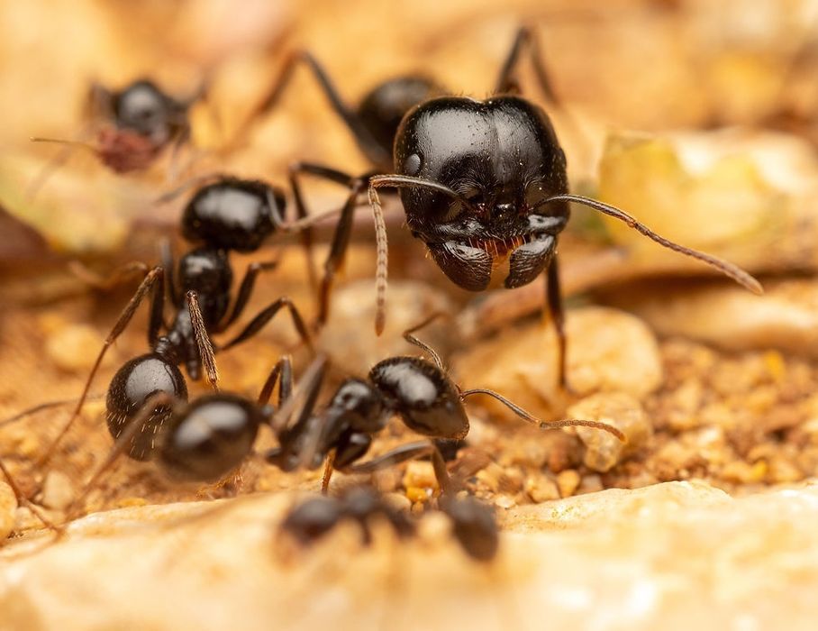 Мурахи Messor Capitatus ІСПАНІЯ | Колонії 2025| Муравьи | Фермы формик