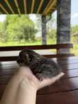 кошенята шотланські, СРОЧНО відам в хороші руки
