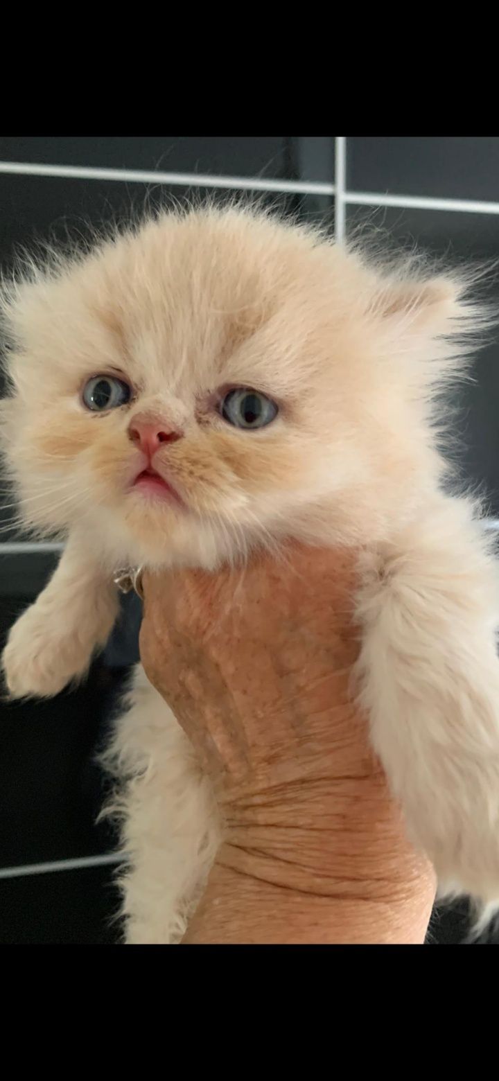 Gatinho persa irresistível