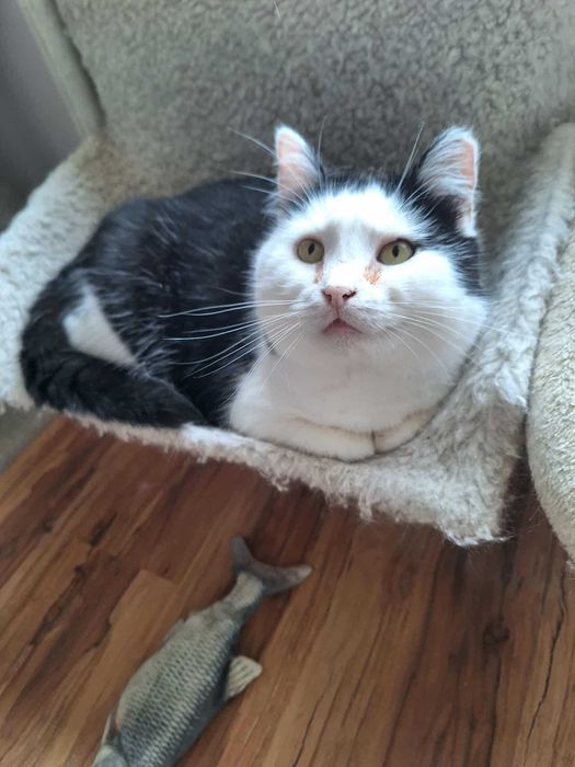 Piękny łaciaty kocurek PIOTRUŚ czeka na domek