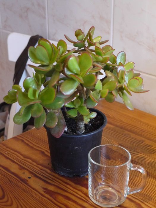 PIĘKNA ZOBACZ Drzewko szczęścia, crassula ovata ,kwiat domowy, roślina