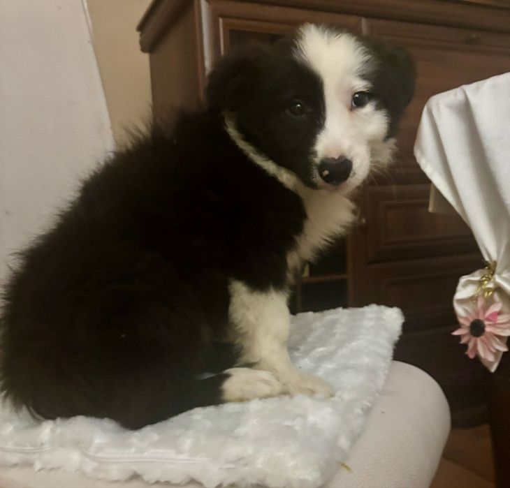 Border collie szczenię z rodowodem gotowy do odbioru