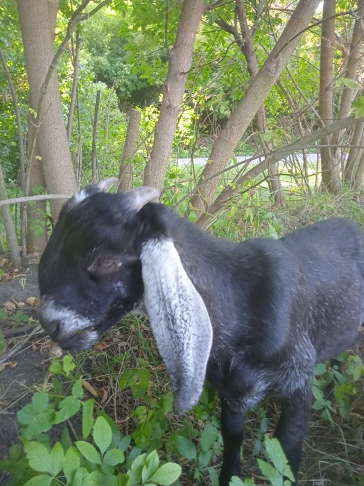 Продаються 100% Англо-Нубійський козлик.