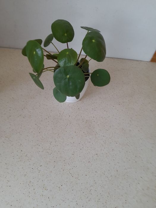 Pilea pieniążek zielona