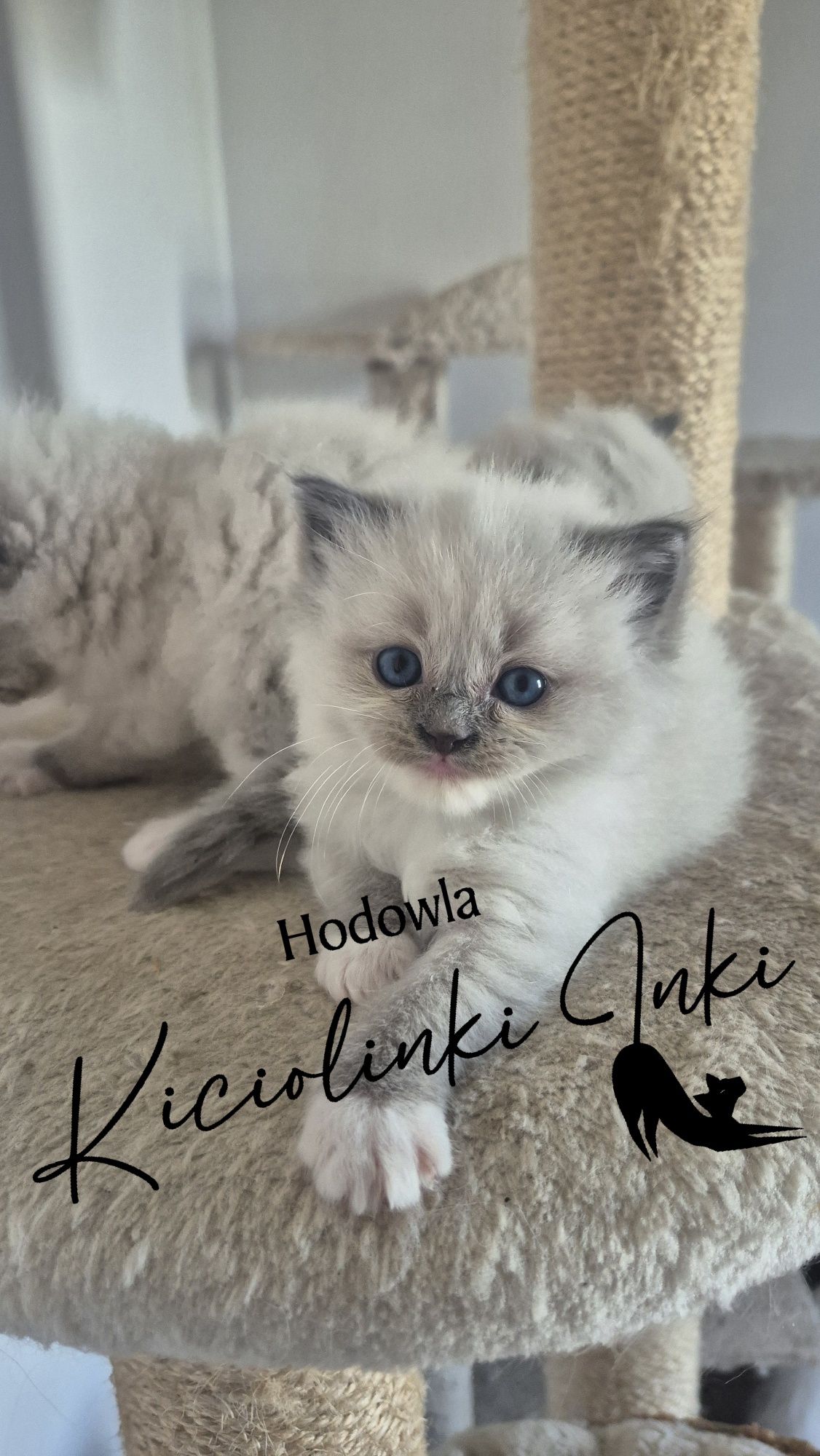 Śliczny kotek Ragdoll
