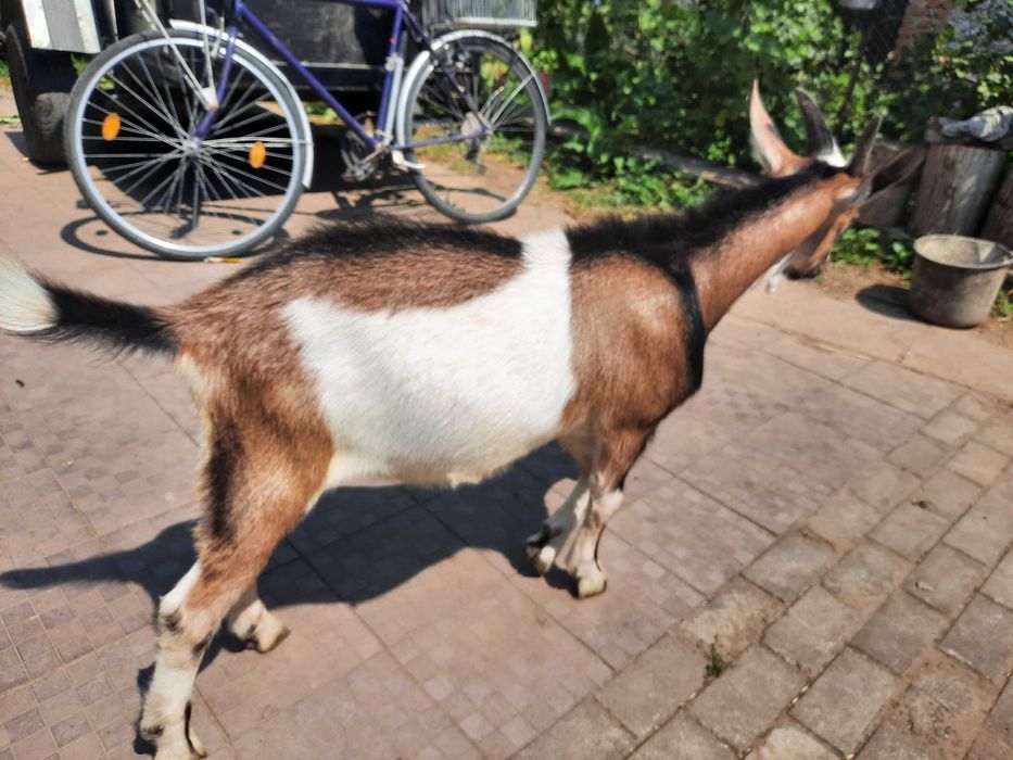 Продам козла породистого