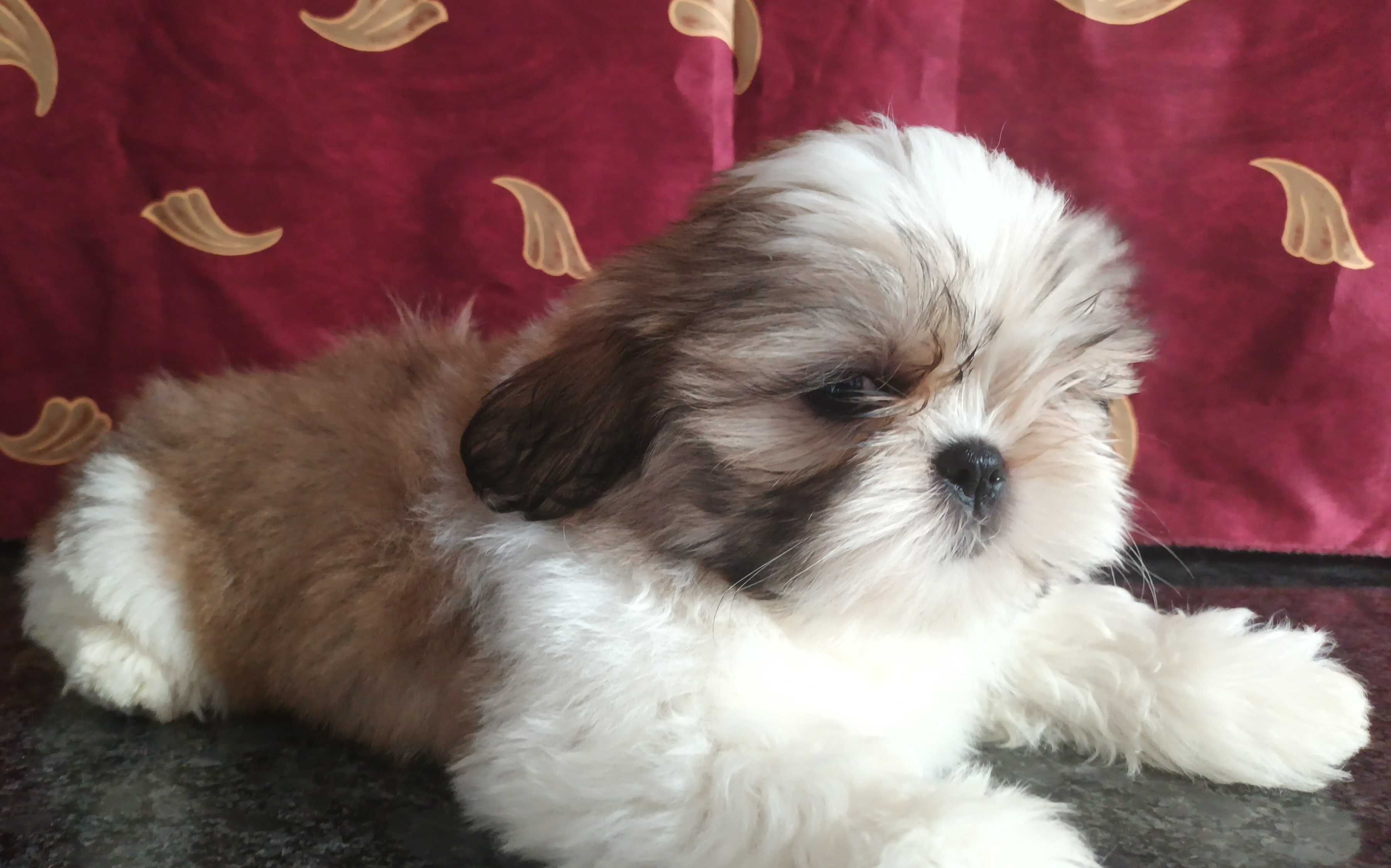 Shih Tzu piesek z rodowodem SWKIPR