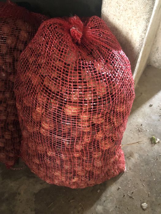 Nozes caseiras da zona de sicó