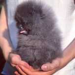Spitz Alemão Anão e/ou Lulu da Pomerânia BLUE  LOP e AFIXO
