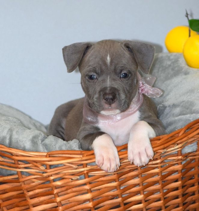 Породная голубая девочка амстафф, стафф, стаффордширский терьер