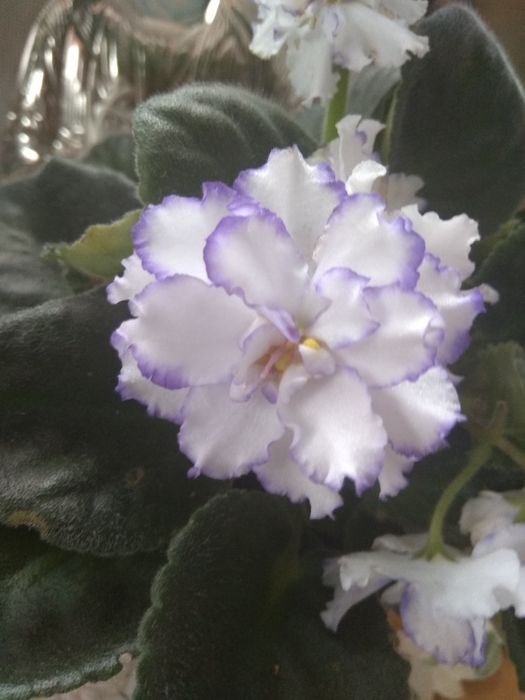 фіалки ,різні ,махрові