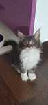 Kotka maine coon z rodowodem