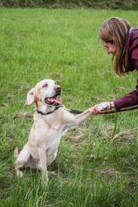 Dino - Piękny biszkoptowy Labrador